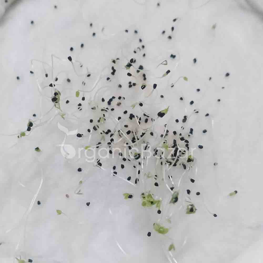 Antirrhinum Tom Thumb Dwarf Mix Seeds